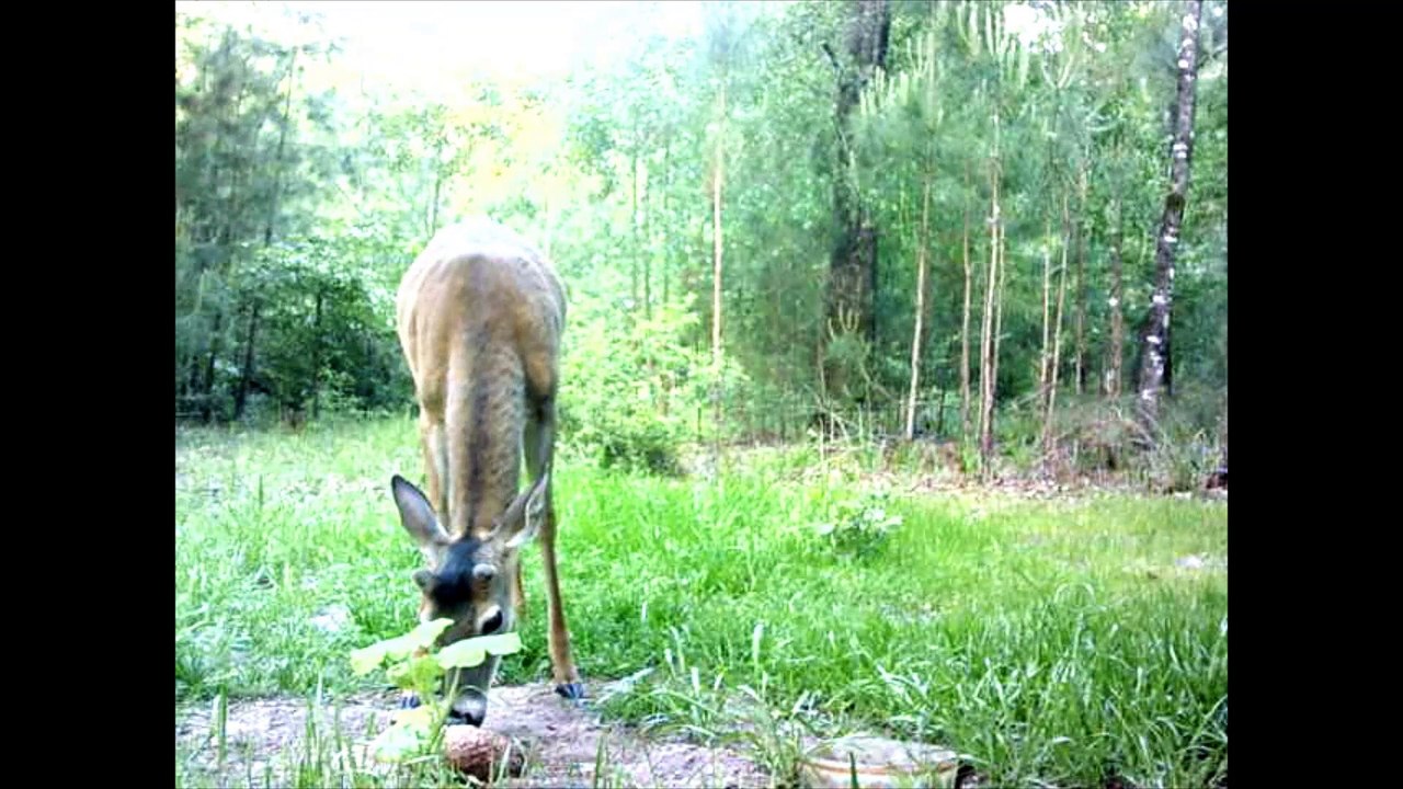 South East Texas Backyard Wildlife Garden 69