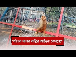 ‘খাঁচার বানর বাইরে আইলো কেমনে?’  | Jagonews24.com