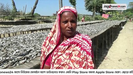 নওগাঁয় শুঁটকি তৈরিতে ব্যস্ত ব্যবসায়ীরা, রফতানি নিয়ে শঙ্কা | Jagonews24.com