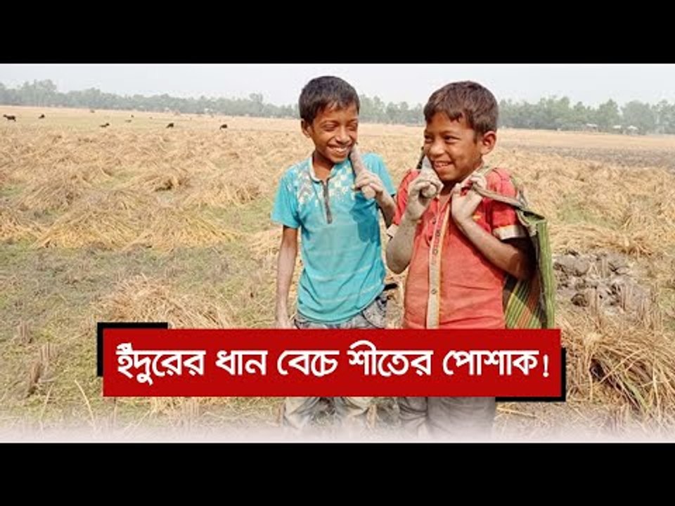 ইঁদুরের ধান বেচে শীতের পোশাক! | Jagonews24.com