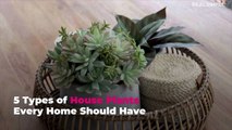 5 Types of House Plants Every Home Should Have