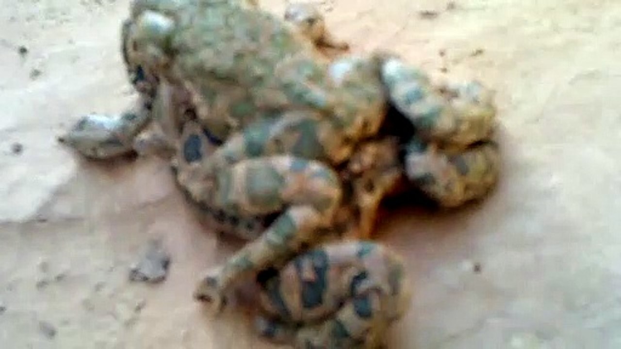 Have you seen this before? - mating frogs