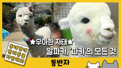 [동반자] ★우아한 자태★ 알파카, ‘파카’의 모든 것 / YTN