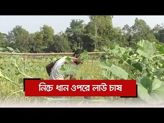 নিচে ধান ওপরে লাউ চাষ  | Jagonews24.com