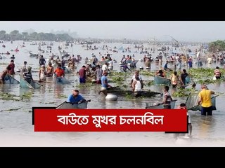 বাউতে মুখর চলনবিল  | Jagonews24.com