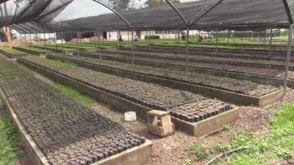 Honduras pierde 78 mil hectáreas de bosque anualmente