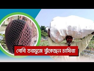 বেবি তরমুজে ঝুঁকেছেন চাষিরা  | Jagonews24.com