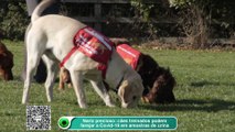 Cães treinados podem farejar a Covid-19 em amostras de urina