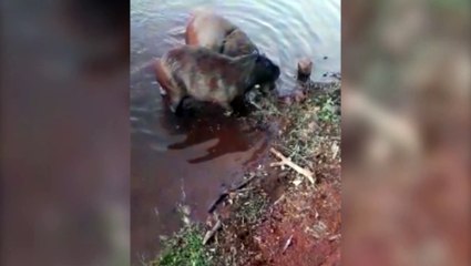 Laçaram a capivara? Corda enrolada em animal gera suspeita por parte de visitante do Lago Municipal