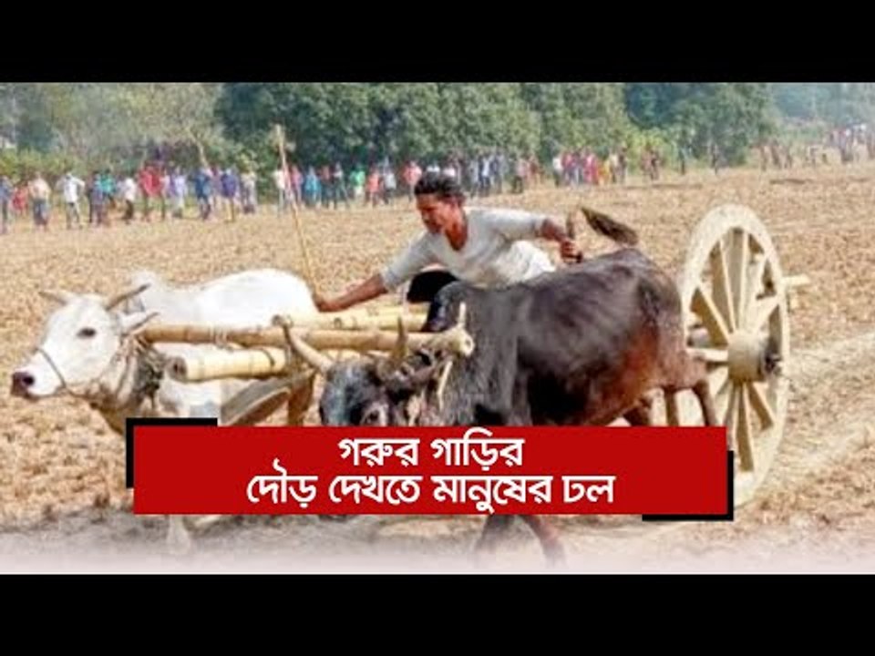 গরুর গাড়ির দৌড় দেখতে মানুষের ঢল  | Jagonews24.com