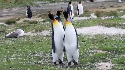 Penguin  meting session