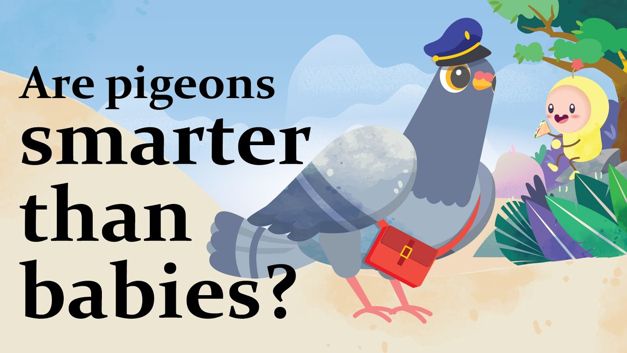 Platoon Thumbs Up: Pigeons are smarter than bab...