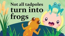 Platoon Thumbs Up: The Weird Tadpole