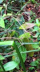 Aut:Docs | Folhas por Luisa Matsushita