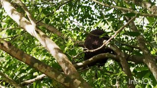 Wild Amazon Jungle Forest Wildlife Documentary In Hindi - Documentary Hindi Language(HD)