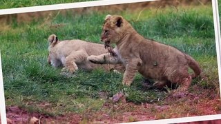 ZooParc de Beauval - La terre des lions (version enfant) - Land of the lions (child version)