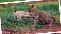 ZooParc de Beauval - La terre des lions (version enfant) - Land of the lions (child version)