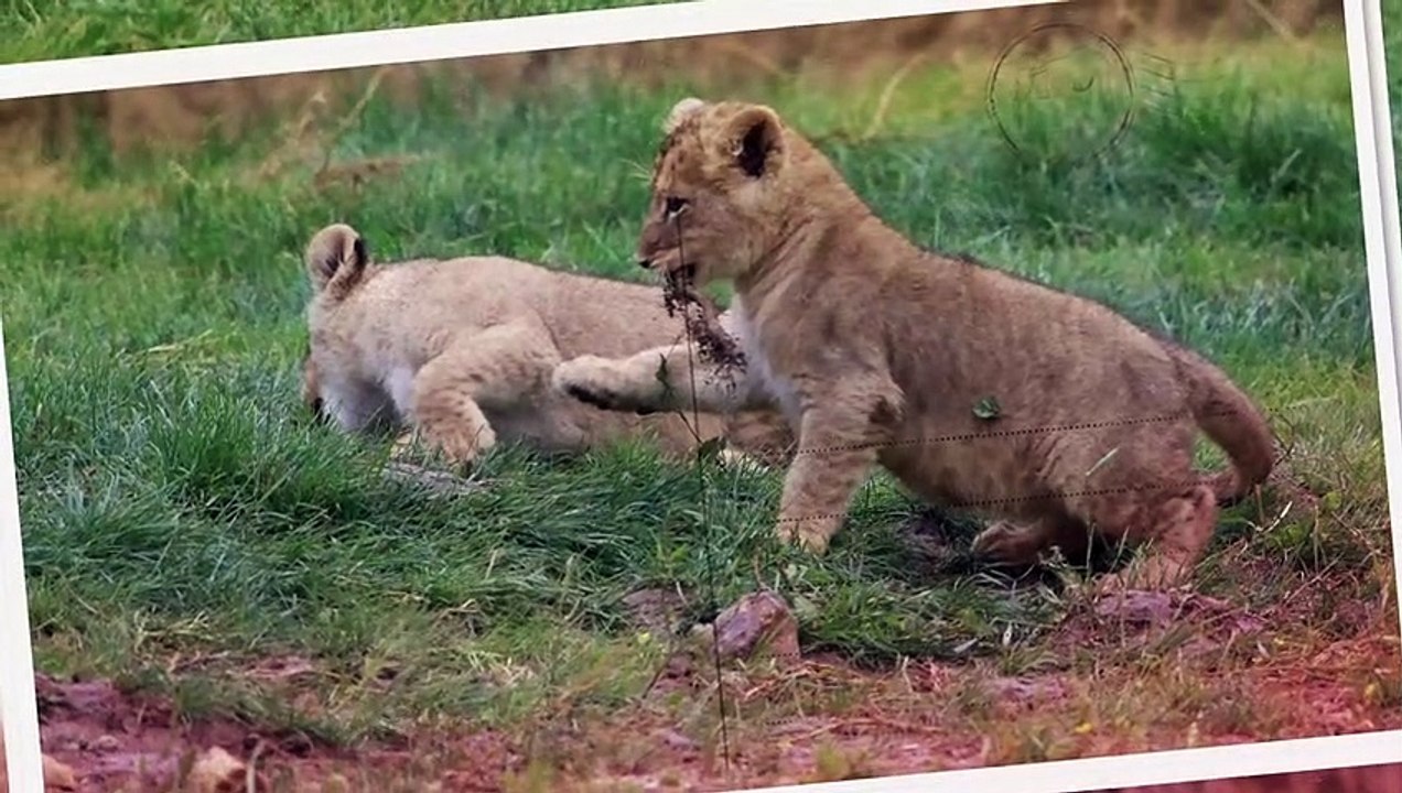 ZooParc de Beauval - La terre des lions (version enfant) - Land of the lions (child version)