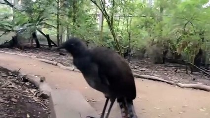 Sesini hiçbir teknolojik cihazın taklit edemediği kuş!