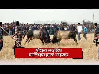 ষাঁড়ের লড়াইয়ে চ্যাম্পিয়ন ব্ল্যাক ডায়মন্ড | Jagonews24.com