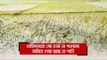 চাহিদামতো সেচ চার্জ না পাওয়ায় জমিতে দেয়া হচ্ছে না পানি | Jagonews24.com