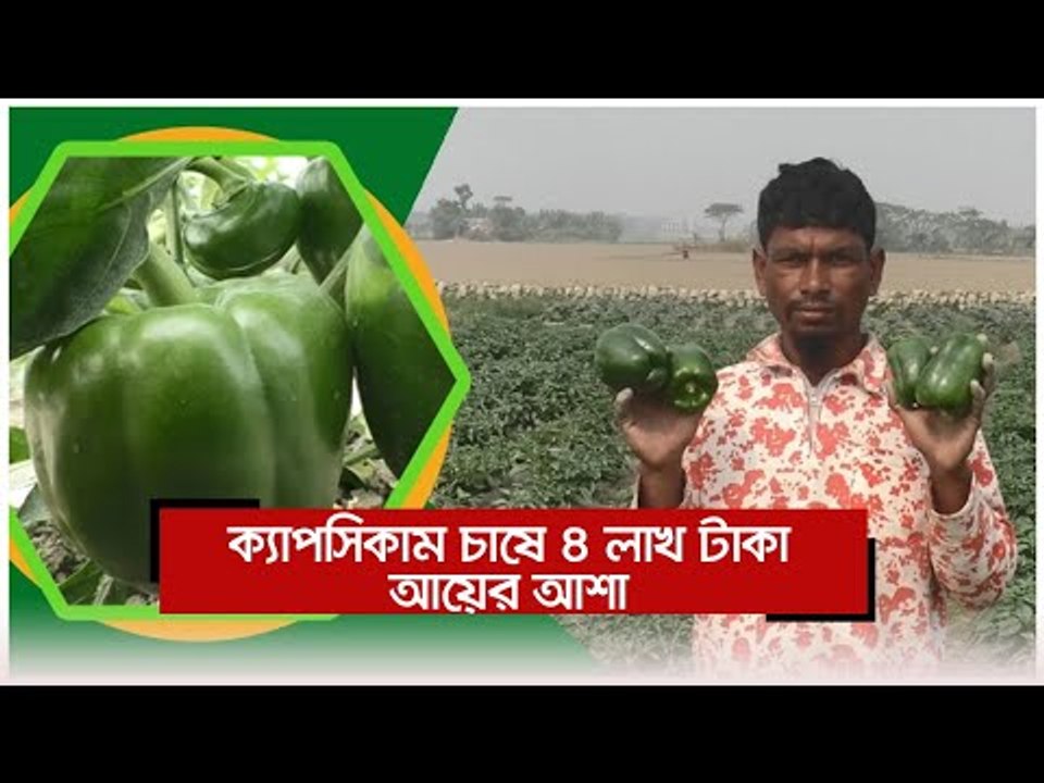 ক্যাপসিকাম চাষে ৪ লাখ টাকা আয়ের আশা | Jagonews24.com