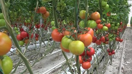 Jeotermal kaynaklı seralar kadınlara ekmek kapısı oluyor