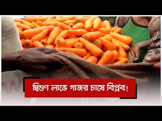 দ্বিগুণ লাভে গাজর চাষে বিপ্লব! | Jagonews24.com