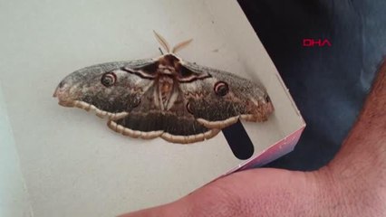 OSMANİYE'DE KANAT AÇIKLIĞI 16 SANTİMETRE OLAN TAVUS KELEBEĞİ BULUNDU