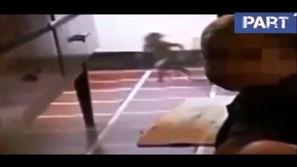 5 EXTRAÑAS CRIATURAS CAPTADAS EN VIDEO