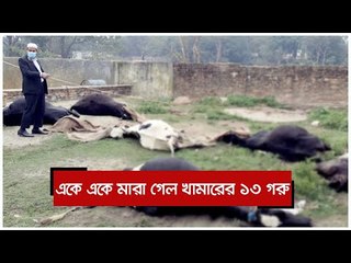 একে একে মারা গেল খামারের ১৩ গরু | Jagonews24.com