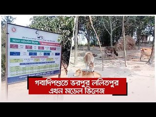 গবাদিপশুতে ভরপুর ললিতপুর এখন মডেল ভিলেজ | Jagonews24.com
