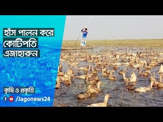 হাঁস পালন করে কোটিপতি এজাহারুন | Jagonews24.com