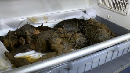 Ankara'da foseptik çukurunda bulunan 6 yavru köpek tedaviye alındı