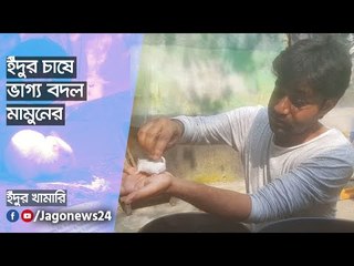 ইঁদুর চাষে ভাগ্য বদল মামুনের  | Jagonews24.com