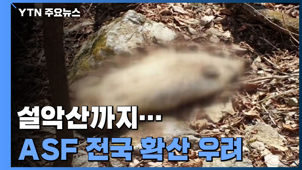설악산까지 파고든 감염 멧돼지...ASF 전국 확산 우려 / YTN
