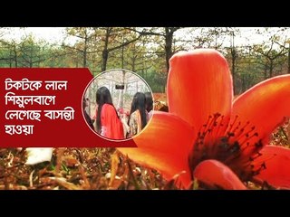 টকটকে লাল শিমুলবাগে লেগেছে বাসন্তী হাওয়া | Jagonews24.com
