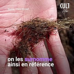 Les cheveux de Pélé, qu’est ce que c’est ?