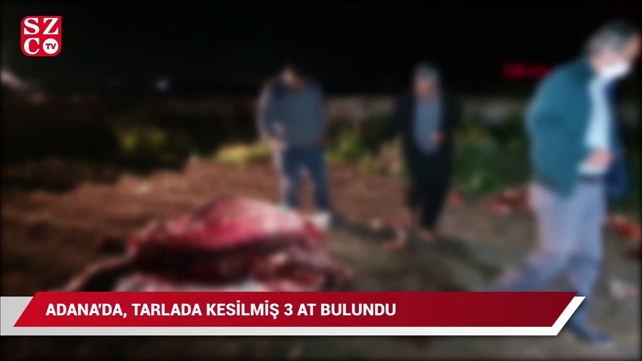 Adana'da kesilmiş 3 at bulundu
