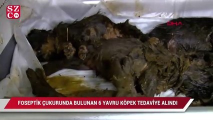 Foseptik çukurundan kurtarıldılar… Henüz 20 günlük