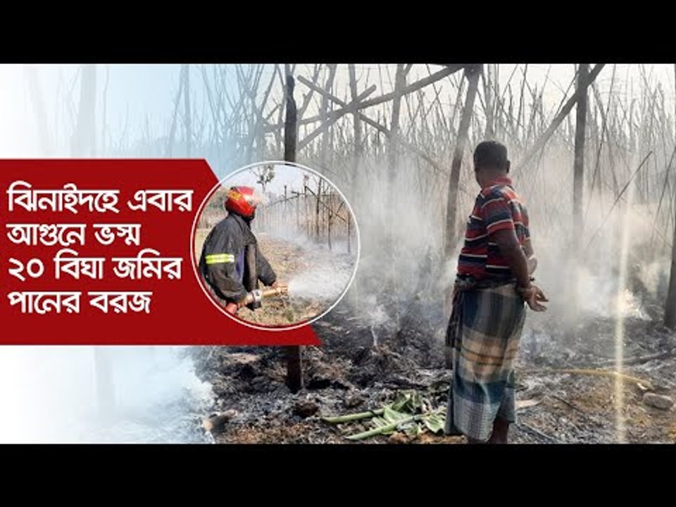 ঝিনাইদহে এবার আগুনে ভস্ম ২০ বিঘা জমির পানের বরজ | Jagonews24.com