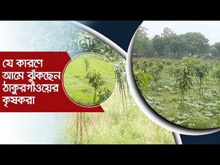 যে কারণে আমে ঝুঁকছেন ঠাকুরগাঁওয়ের কৃষকরা | Jagonews24.com