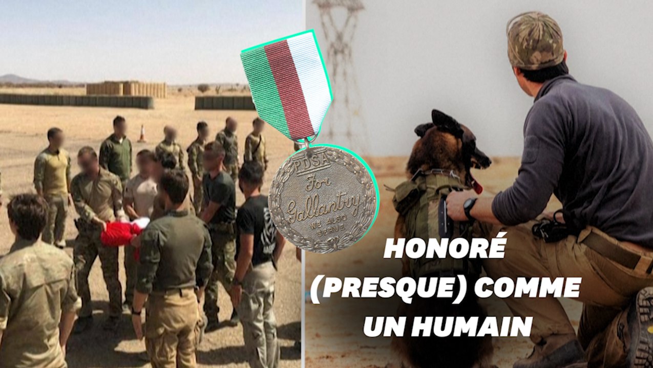 Leuk, le premier chien de l'armée française décoré par le Royaume-Uni