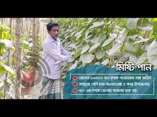 ঐতিহ্য হারাচ্ছে চুয়াডাঙ্গার মিষ্টি পান | Jagonews24.com