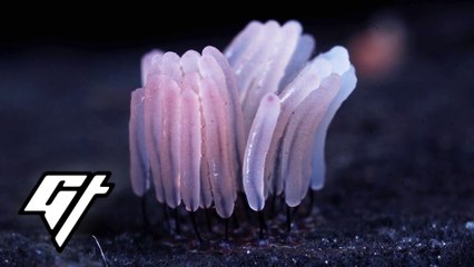 This Mushroom Influencer Has 1.2 Million Followers