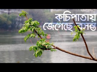 কচিপাতায় জেগেছে বসন্ত | Jagonews24.com