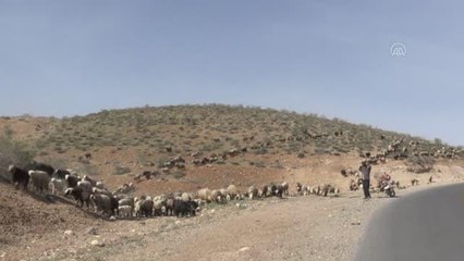 Kaşkay Türklerinin asırlardır sürdürdükleri gelenek "yaylaya göç" başladı