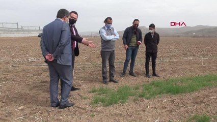 2 BİN ÇEŞİT ARASINDAN 'TESCİLLENECEK' BUĞDAYLAR ÇİFTÇİYE SUNULACAK