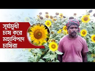 সূর্যমুখী চাষ করে মহাবিপদে চাষিরা | Jagonews24.com