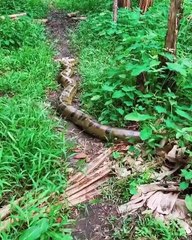 Un paresseux passe devant un anaconda